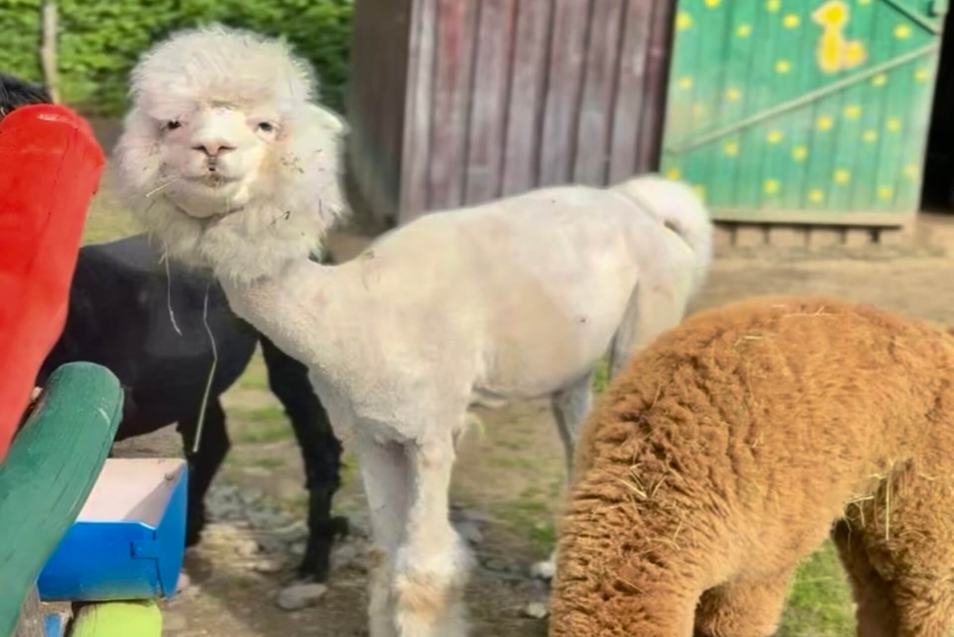 Živali v Sikalu Zoo